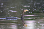 cormorant