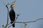 cormorant