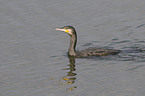 swimming cormorant