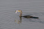 eating cormorant