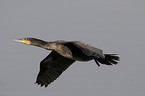 flying cormorant