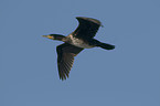 flying cormorant
