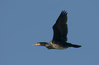 flying cormorant