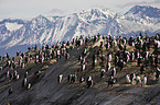 cormorant group
