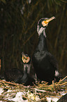 cormorants