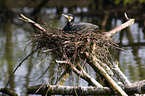 cormorant