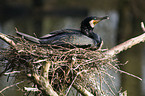 cormorant