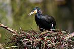 cormorant