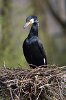 cormorant