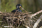 cormorant