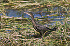 cormorant