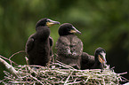 cormorants