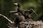 cormorants