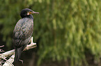cormorant