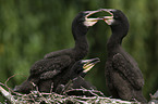 cormorants