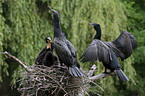 cormorants