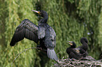 cormorants