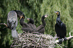 cormorants