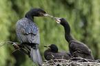 cormorants