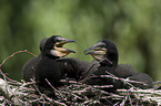 cormorants