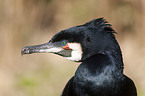 cormorant