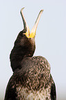 cormorant