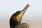 cormorant