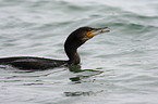 cormorant