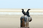 cormorants