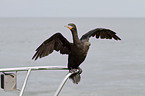 cormorant