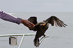 cormorant