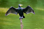 cormorant