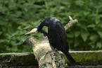 cormorant