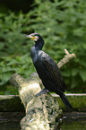 cormorant