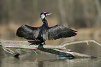 cormorant