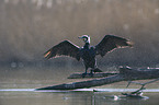 cormorant