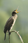 cormorant