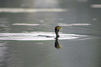 cormorant