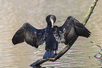 cormorant