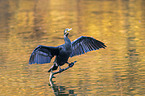 cormorant