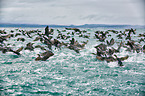 cormorants