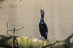 cormorant