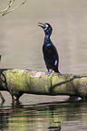 cormorant