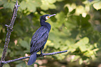 cormorant