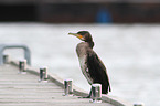 cormorant