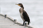 cormorant