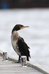 cormorant