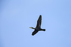 cormorant