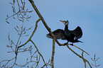 cormorant