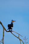 cormorant